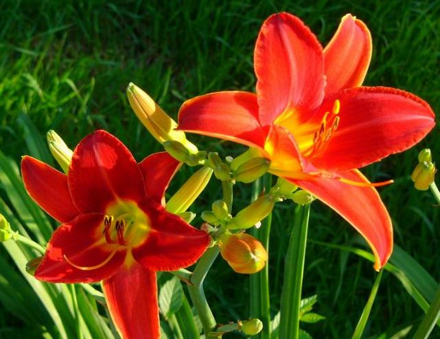 DAYLILY Hemerocallis seeds